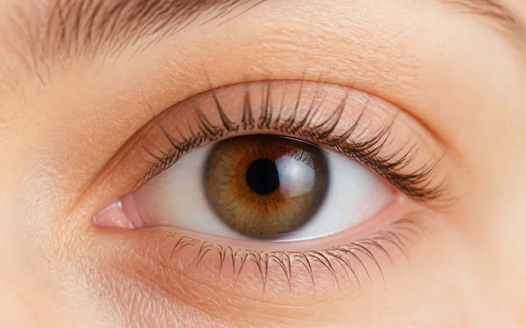 Œil humain en gros plan montrant des cils naturels de longueurs variées, illustrant leur repousse progressive et saine