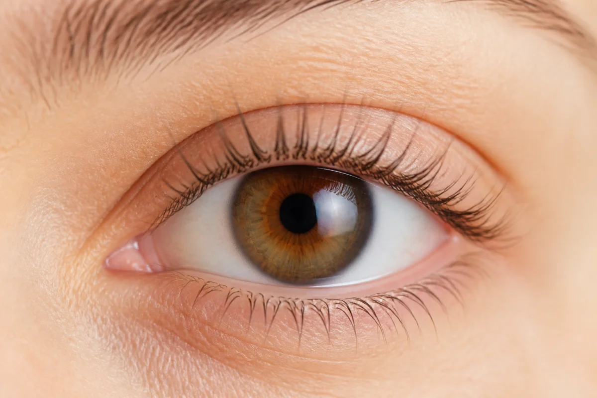 Œil humain en gros plan montrant des cils naturels de longueurs variées, illustrant leur repousse progressive et saine